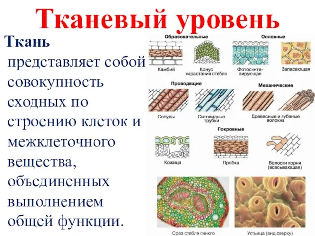 Тканевый уровень Ткань представляет собой совокупность сходных по строению клеток и межклеточного