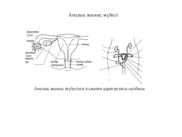Аналық жыныс жүйесі Аналық жыныс жүйесінің алдынан қарағандағы сызбасы