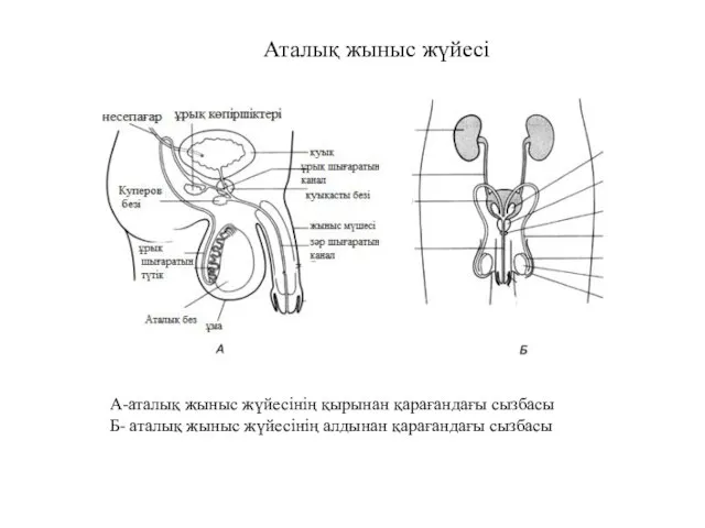 А-аталық жыныс жүйесінің қырынан қарағандағы сызбасы Б- аталық жыныс жүйесінің алдынан қарағандағы сызбасы Аталық жыныс жүйесі
