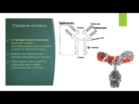 Строение антитела Их четвертичная структура включает в себя 4 полипептидные цепи: 2