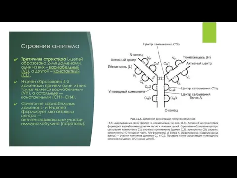 Строение антитела Третичная структура L-цепей образована 2-мя доменами, один из них –