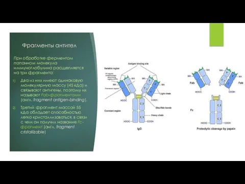 Фрагменты антител При обработке ферментом папаином молекула иммуноглобулина расщепляется на три фрагмента: