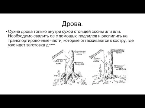 Дрова. Сухие дрова только внутри сухой стоящей сосны или ели. Необходимо свалить