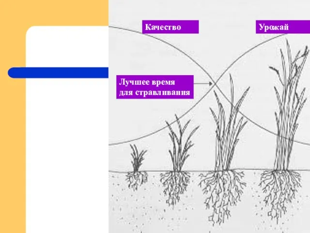 Качество Урожай Лучшее время для стравливания