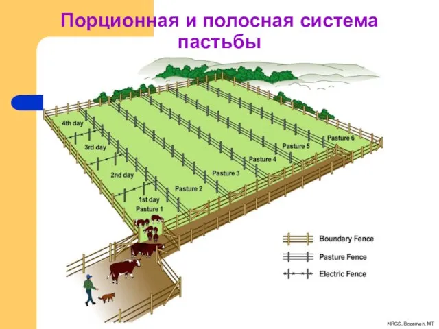 Порционная и полосная система пастьбы NRCS, Bozeman, MT