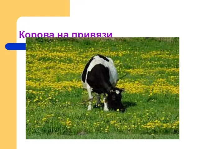 Корова на привязи