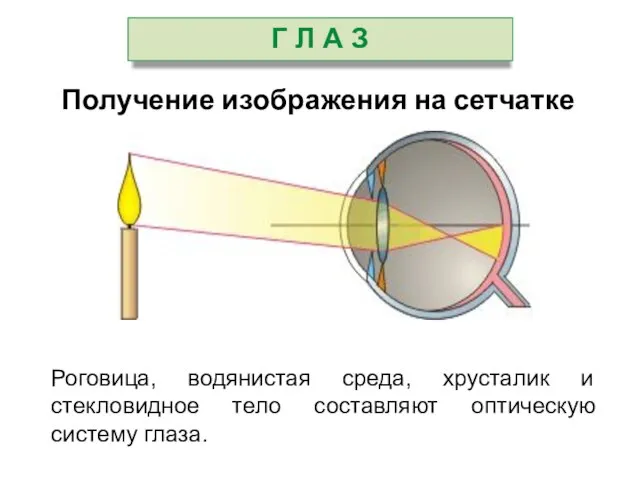 Получение изображения на сетчатке Роговица, водянистая среда, хрусталик и стекловидное тело составляют