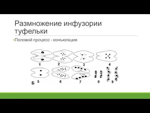 Размножение инфузории туфельки Половой процесс - конъюгация