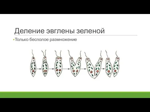 Деление эвглены зеленой Только бесполое размножение