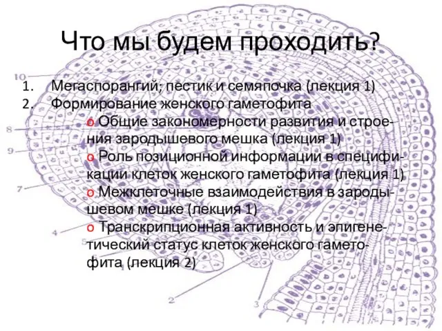 Что мы будем проходить? Мегаспорангий; пестик и семяпочка (лекция 1) Формирование женского