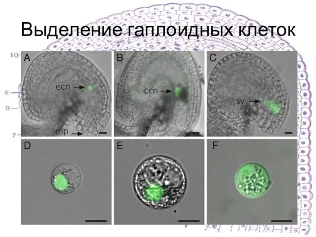 Выделение гаплоидных клеток