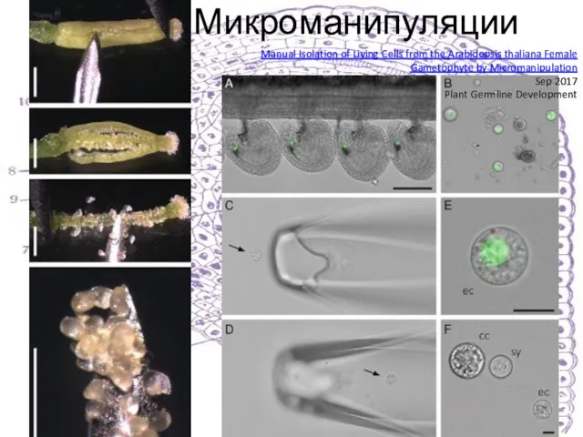 Микроманипуляции Manual Isolation of Living Cells from the Arabidopsis thaliana Female Gametophyte