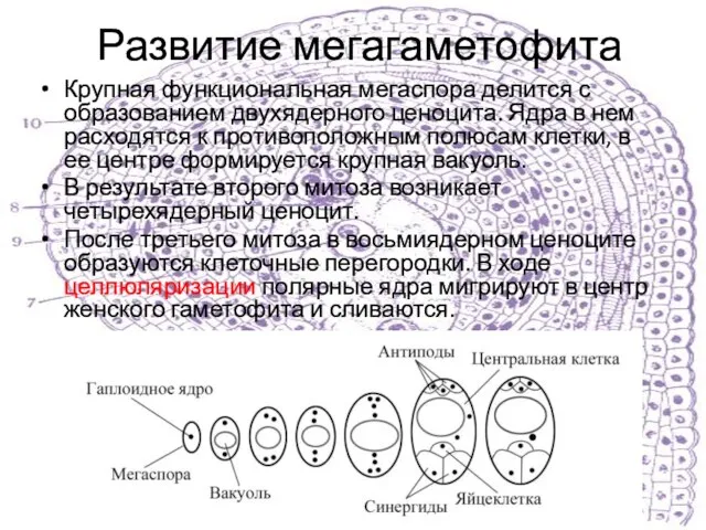 Развитие мегагаметофита Крупная функциональная мегаспора делится с образованием двухядерного ценоцита. Ядра в