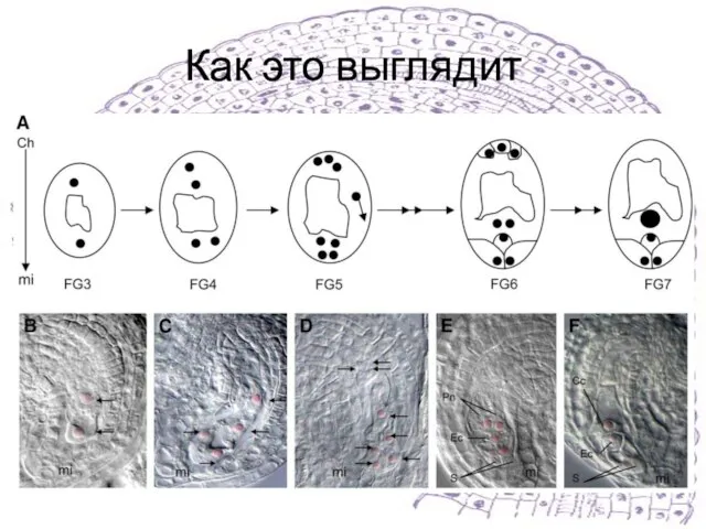 Как это выглядит