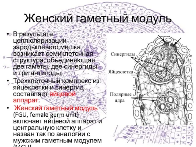 Женский гаметный модуль В результате целлюляризации зародышевого мешка возникает семиклеточная структура, объединяющая