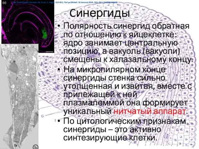 Cинергиды Полярность синергид обратная по отношению к яйцеклетке: ядро занимает центральную позицию,