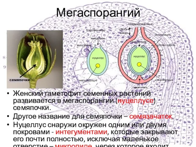 Мегаспорангий Женский гаметофит семенных растений развивается в мегаспорангии (нуцеллусе) семяпочки. Другое название