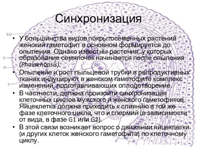 Синхронизация У большинства видов покрытосеменных растений женский гаметофит в основном формируется до