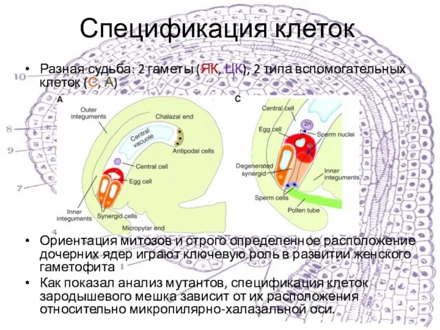 Спецификация клеток Разная судьба: 2 гаметы (ЯК, ЦК), 2 типа вспомогательных клеток