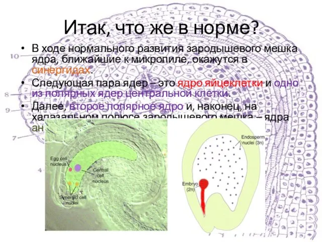 Итак, что же в норме? В ходе нормального развития зародышевого мешка ядра,