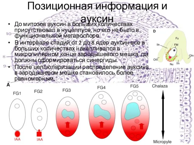 Позиционная информация и ауксин До митозов ауксин в больших количествах присутствовал в