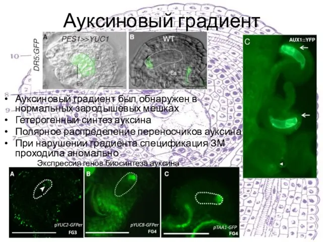 Ауксиновый градиент Ауксиновый градиент был обнаружен в нормальных зародышевых мешках Гетерогенный синтез