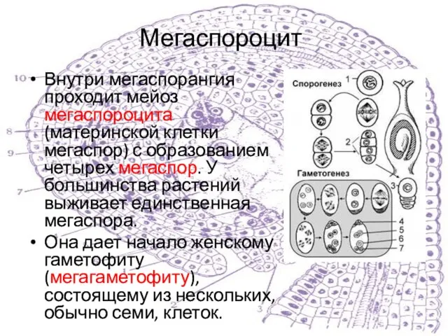 Мегаспороцит Внутри мегаспорангия проходит мейоз мегаспороцита (материнской клетки мегаспор) с образованием четырех