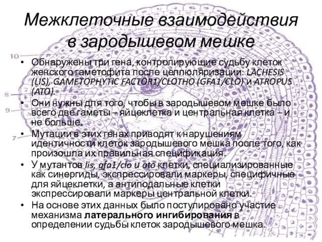 Межклеточные взаимодействия в зародышевом мешке Обнаружены три гена, контролирующие судьбу клеток женского