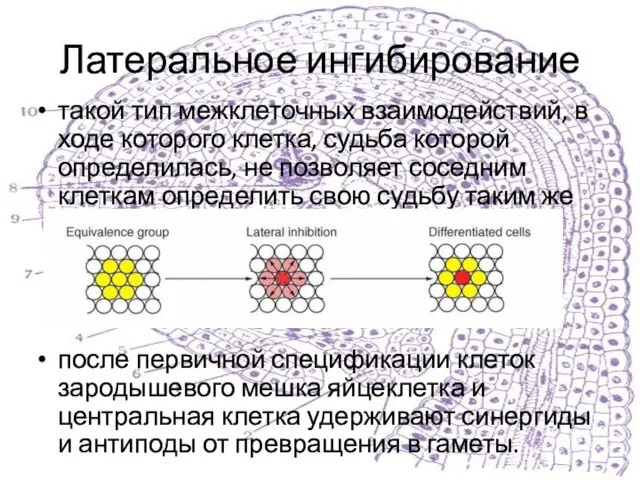 Латеральное ингибирование такой тип межклеточных взаимодействий, в ходе которого клетка, судьба которой