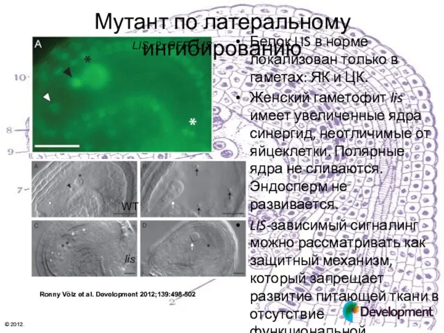 Ronny Völz et al. Development 2012;139:498-502 © 2012. Мутант по латеральному ингибированию