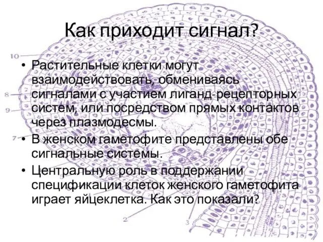 Как приходит сигнал? Растительные клетки могут взаимодействовать, обмениваясь сигналами с участием лиганд-рецепторных