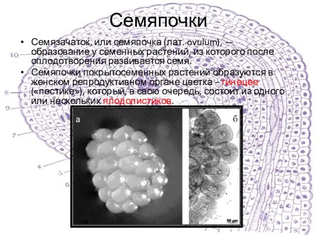 Семяпочки Семязача́ток, или семяпо́чка (лат. ovulum), — образование у семенных растений, из