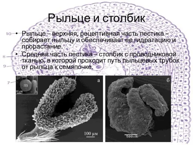 Рыльце и столбик Рыльце – верхняя, рецептивная часть пестика – собирает пыльцу