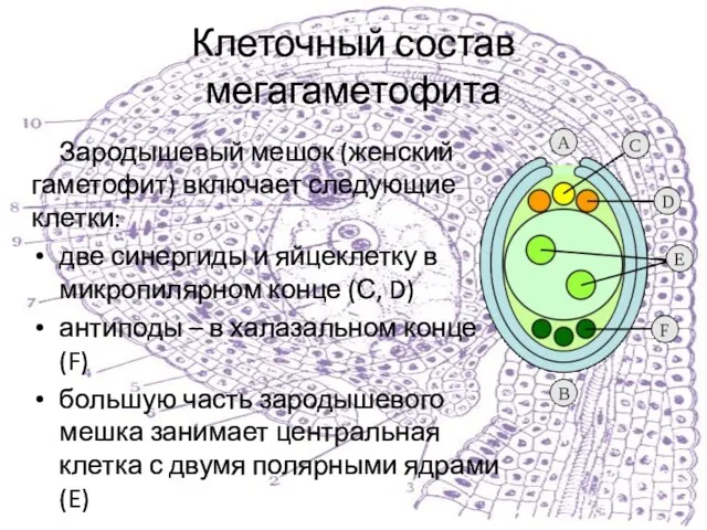 Клеточный состав мегагаметофита Зародышевый мешок (женский гаметофит) включает следующие клетки: две синергиды