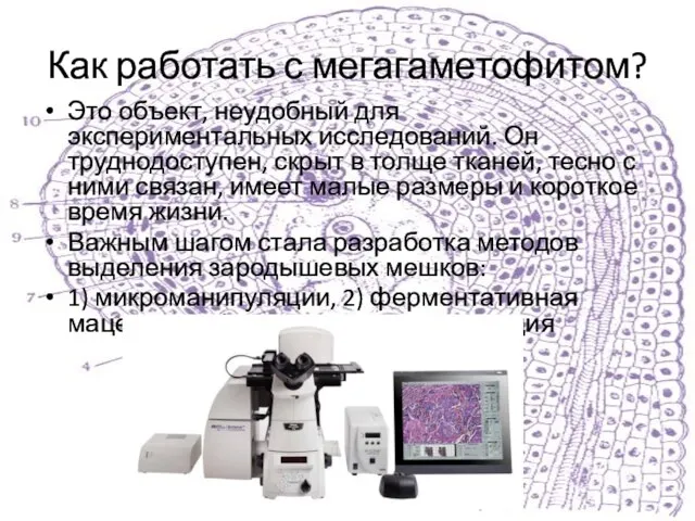 Как работать с мегагаметофитом? Это объект, неудобный для экспериментальных исследований. Он труднодоступен,