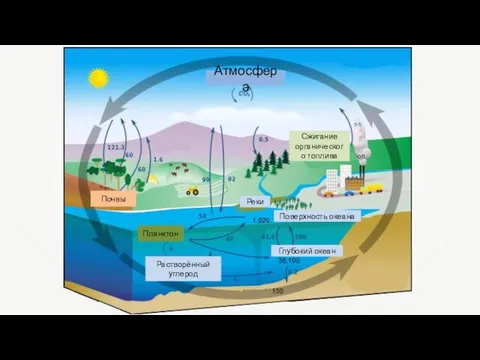 Атмосфера Сжигание органического топлива Реки Поверхность океана Глубокий океан Растворённый углерод Планктон Почвы