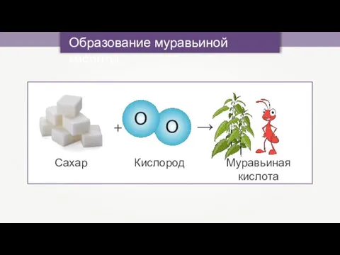 Образование муравьиной кислоты Сахар + Кислород Муравьиная кислота →