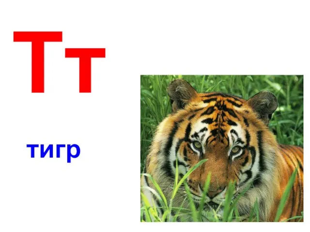 Тт тигр