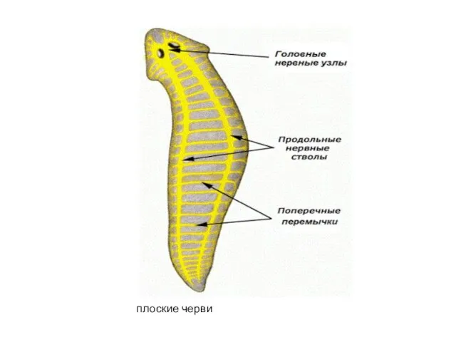 плоские черви