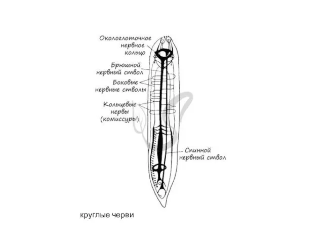 круглые черви