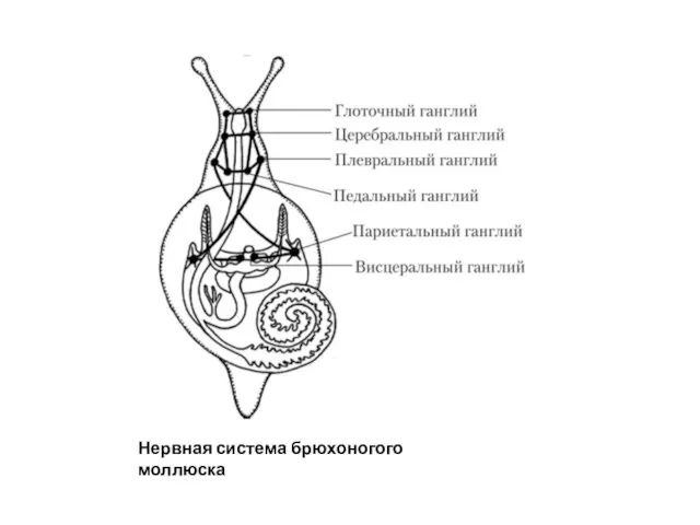 Нервная система брюхоногого моллюска