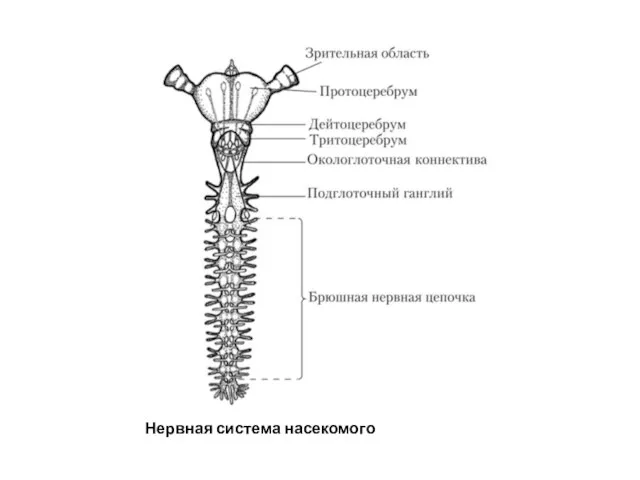 Нервная система насекомого