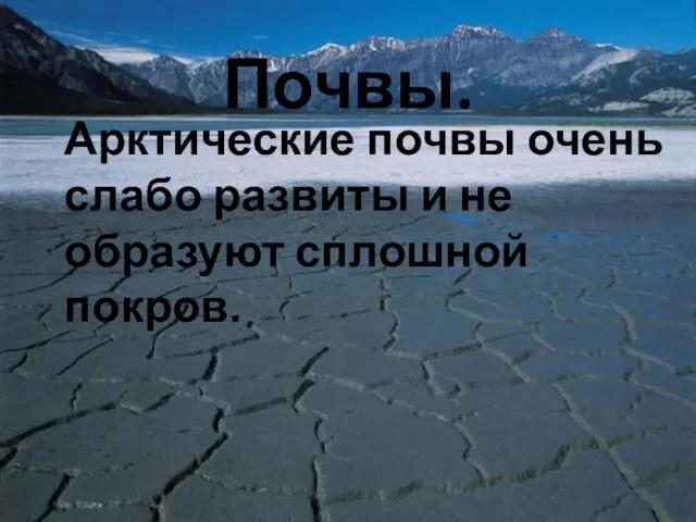 Почвы. Арктические почвы очень слабо развиты и не образуют сплошной покров.