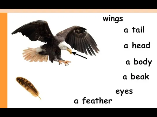 a beak a head a tail wings a feather a body eyes