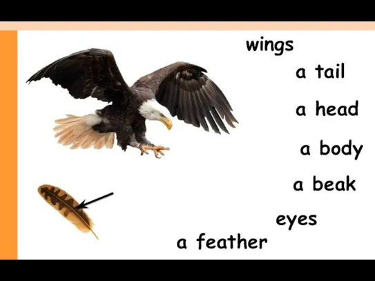 a beak a head a tail wings a feather a body eyes