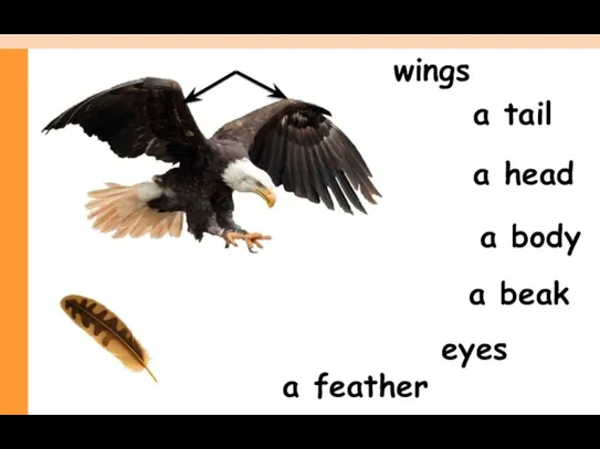a beak a head a tail wings a feather a body eyes