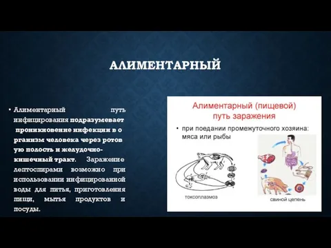 АЛИМЕНТАРНЫЙ Алиментарный путь инфицирования подразумевает проникновение инфекции в организм человека через ротовую