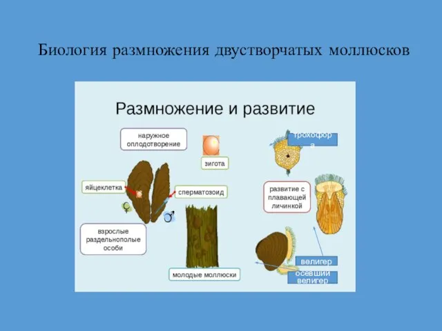 Биология размножения двустворчатых моллюсков трохофора велигер осевший велигер