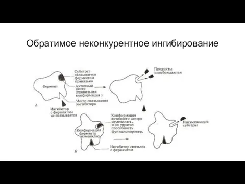 Обратимое неконкурентное ингибирование