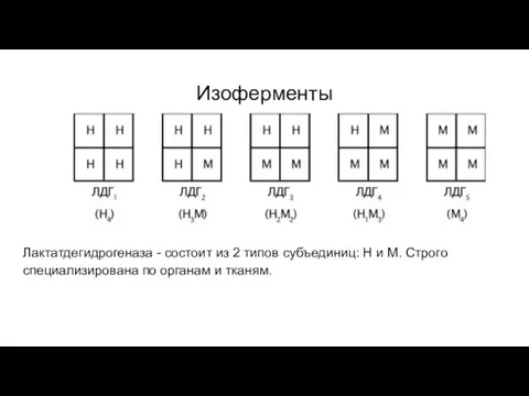 Изоферменты Лактатдегидрогеназа - состоит из 2 типов субъединиц: Н и М. Строго